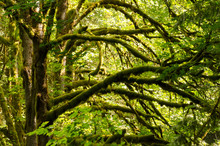 Ferns, Moss, Maples In Evans Creek Preserve