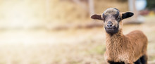 Portrait Of Cameroon Sheep, Baby Lamb. Sheep On Pasture, Looking Into The Lens. Panorama