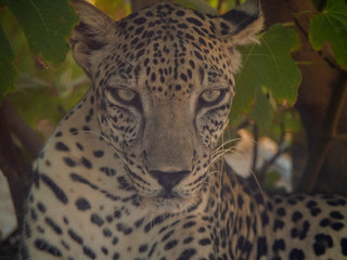 Wall Mural - Endangered Arabian Leopard in captivity 