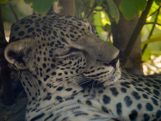 Wall Mural - Endangered Arabian Leopard in captivity 