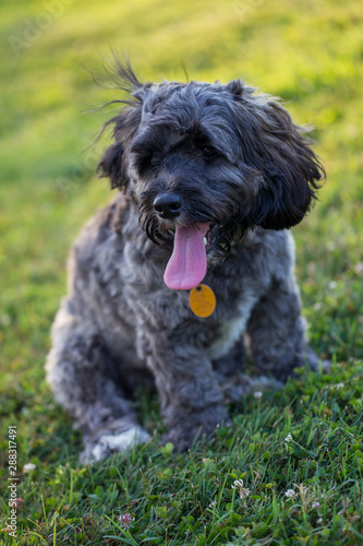 gray cockapoo