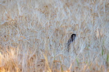 Wall Mural - Rabbit hidden in wheat. Ears of wheat