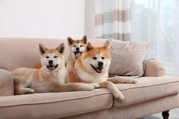 Canvas Print - Adorable Akita Inu dog and puppies on sofa in living room