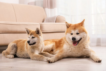 Poster - Adorable Akita Inu dog and puppy on floor in living room