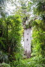 Tane Mahuta, Also Called Lord Of The Forest, Is A Giant Kauri Tree In The Waipoua Forest, New Zealand