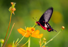 Butterfly Kissing The Flower.