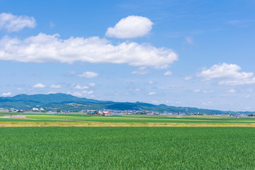 Wall Mural - 北海道富良野 穀倉地帯を行く