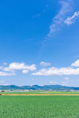 Wall Mural - 北海道富良野 穀倉地帯を行く