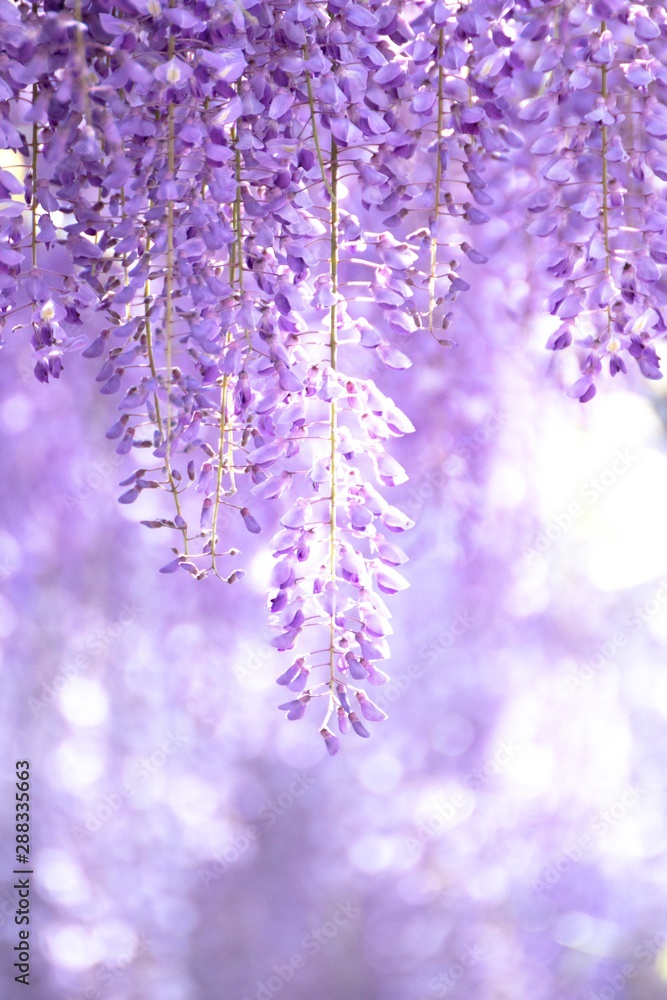 藤の花2 Stock Photo | Adobe Stock