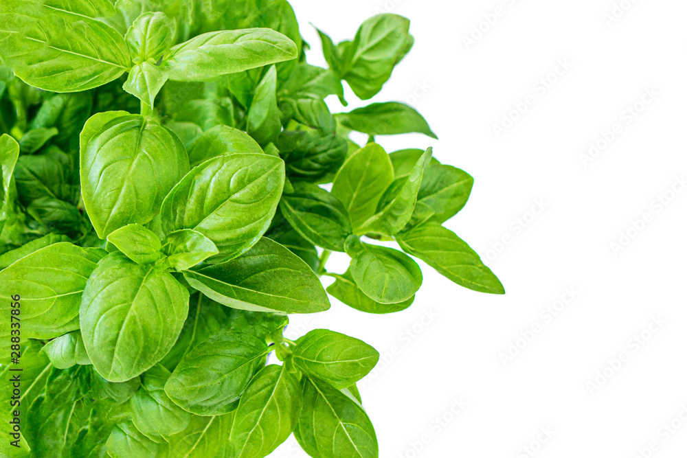 Fresh basil plant with green leaves in a pot. Basil  isolated on white background - obrazy, fototapety, plakaty 