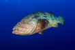 Large Grouper Underwater in a Tropical Ocean
