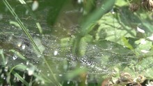 Drops Of Abundant Morning Dew Fall On Cobwebs In The Dew, Summer Meadows. Super Slow Motion 1000 Fps