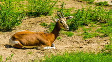 Closeup Of A Mhorr Gazelle Sitting On The Ground, Critically Endangered Antelope Specie From The Desert Of Africa