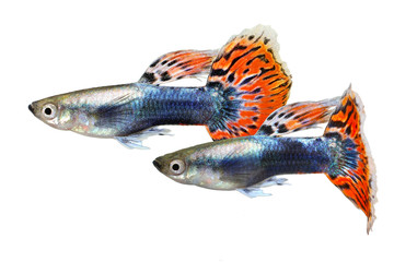 Wall Mural - Guppy fish aquarium fish Poecilia reticulata colorful rainbow tropical 