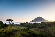 A Lonely Tree At The Central Plateau Plain Of Achada After Sunset With Fog Mist And Mount Pico, Also Named Ponta Do Pico, Portugal Highest Peak Mountain In The Background