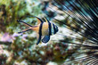 pterapogon kauderni - Banggai cardinalfish