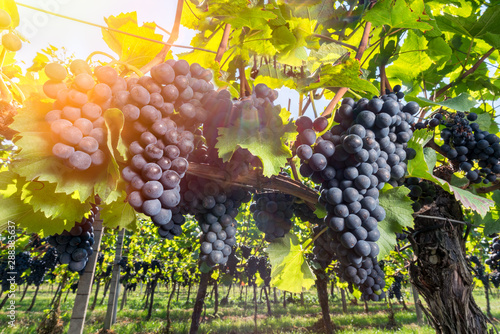 Obraz winogrona  winnica-z-dojrzalymi-winogronami-w-okresie-zbiorow