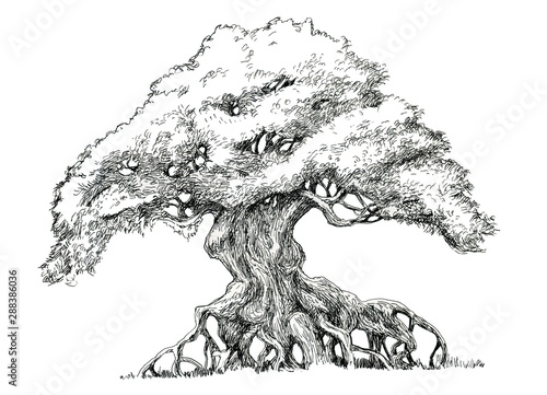 Bonsai With Exposed Roots Deciduous Tree Ink Drawing Buy This Stock Illustration And Explore Similar Illustrations At Adobe Stock Adobe Stock
