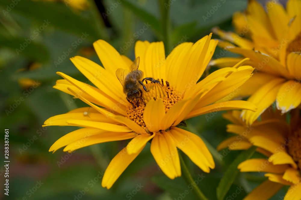 Obraz Pszczoła pracuje w kwiecie zbierając pyłek fototapeta, plakat
