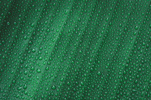 Water Drops On Banana Leaf Background.