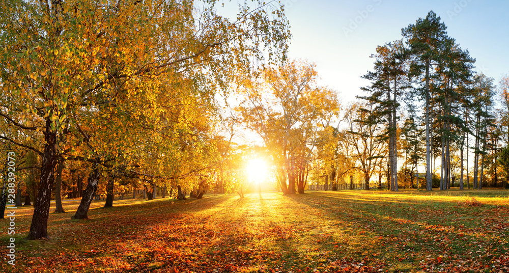Trees with multicolored leaves on the grass in the park. Maple foliage in sunny autumn. Sunlight in early morning in forest - obrazy, fototapety, plakaty 
