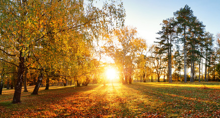 Aufkleber - Trees with multicolored leaves on the grass in the park. Maple foliage in sunny autumn. Sunlight in early morning in forest
