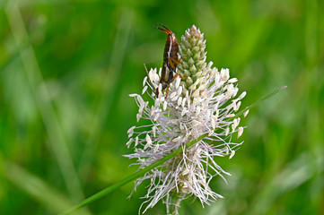 Canvas Print - Ohrwurm (Dermaptera) an der Blüte des Spitzwegerich (Plantago lanceolata) - ribwort plantain