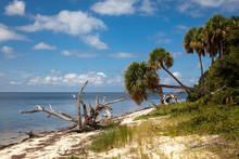 Photo Of A Beach At Seahorse Key Florida On The Gulf Of Mexico