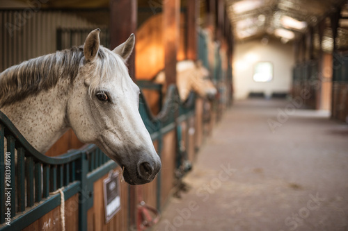 Fotomural A pony's head over the loosebox gate in the stable