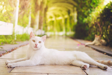 White cat, green garden, big cat in the garden.