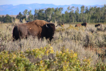 bison bull 2