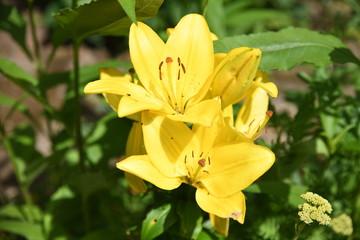 Wall Mural - Yellow flowers