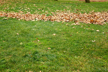 Wall Mural - close up green grass landscape and fallen autumn leaves