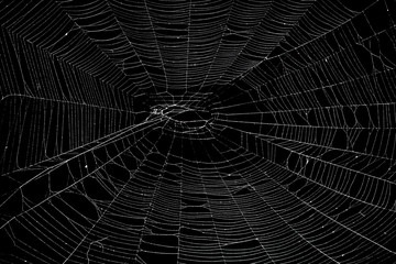 Wall Mural - real spider web isolated on black