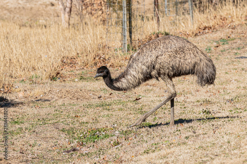 Emu Looking For Food On At The Lower Cotter Act Australia On A Winter Morning In August 2019 Buy This Stock Photo And Explore Similar Images At Adobe Stock Adobe Stock