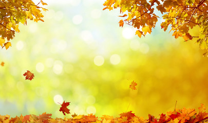 Beautiful autumn landscape with yellow trees and sun. Colorful foliage in the park. Falling leaves natural background