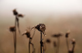 Fototapeta Dmuchawce - many withered thistles in fog, the front has water drops on them