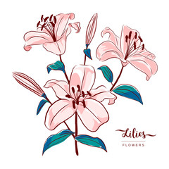 Wall Mural - Lilies flowers botanical drawing. Isolated blooming pink lilies on a white background. Stylization of watercolors. Vector floral illustration.