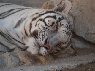 Wall Mural - White Bengal Tiger held in captivity