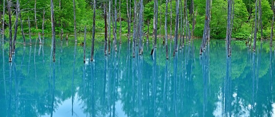  薄曇りの情景映す白金青い池の絶景＠美瑛、北海道
