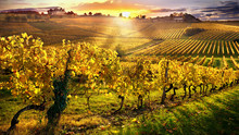 Vineyards Bergerac France