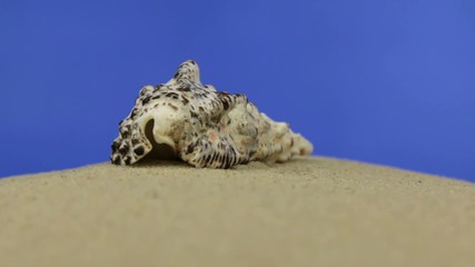 Wall Mural - Approximation, zoom seashell lying on the sand, isolated