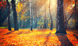 Fototapeta Natura - Autumn. Fall. Autumnal park. trees and colorful leaves in sun rays. Beautiful autumn nature scene background