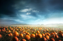 A Spooky Halloween Pumpkin Field With A Moody Sky. Photo Composite.