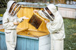 Two young beekepers in protective uniform working on a small apiary farm, getting honeycombs from the wooden beehive
