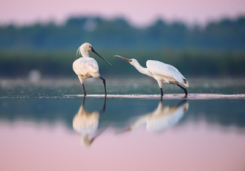 Poster - Eurasian spoonbill (Platalea leucorodia)