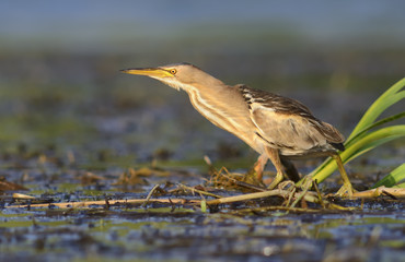 Poster - Little Bittern (Ixobrychus minutus)