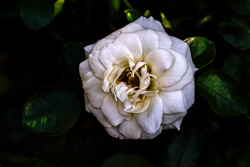 Rosa chinensis known as China or Chinese rose