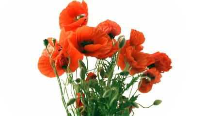 Sticker - Red Poppy flowers closeup. Bouquet of blooming Poppies isolated on white background. Timelapse 4K UHD video footage. 3840X2160