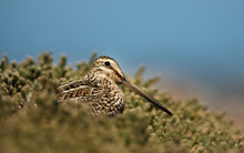 Close Up Of A South American Snipe